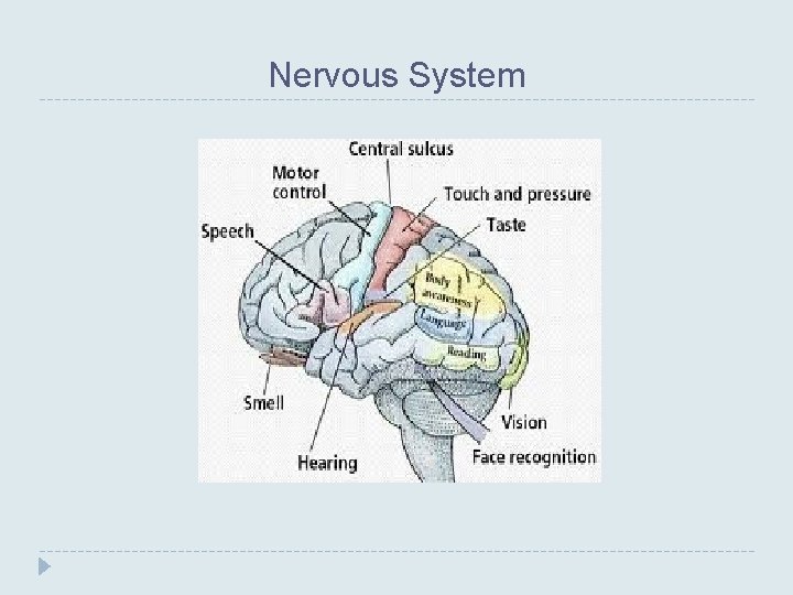 Nervous System 