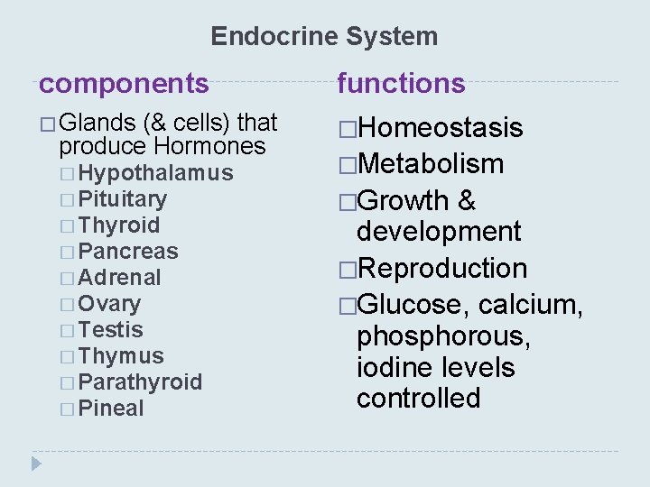 Endocrine System components functions �Glands �Homeostasis (& cells) that produce Hormones � Hypothalamus �