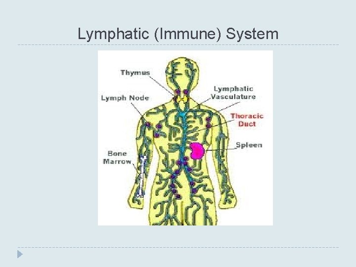 Lymphatic (Immune) System 