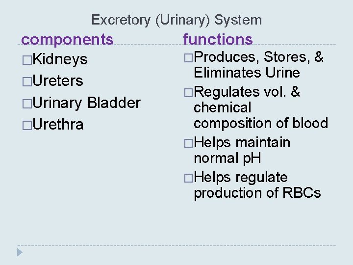 Excretory (Urinary) System components �Kidneys �Ureters �Urinary Bladder �Urethra functions �Produces, Stores, & Eliminates