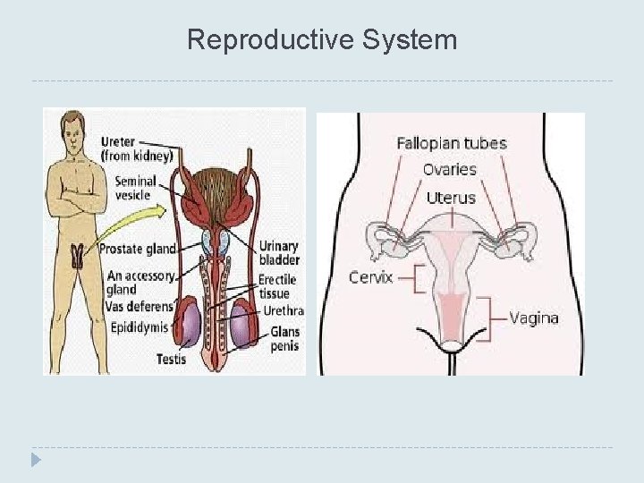 Reproductive System 