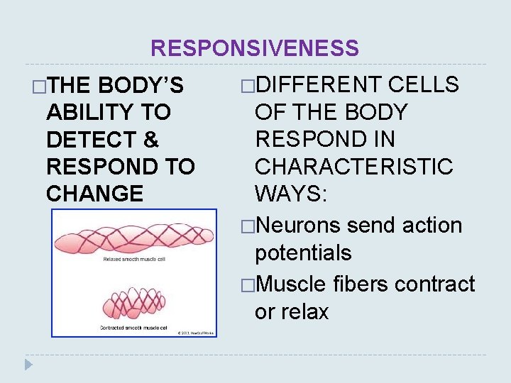 RESPONSIVENESS �THE BODY’S ABILITY TO DETECT & RESPOND TO CHANGE �DIFFERENT CELLS OF THE