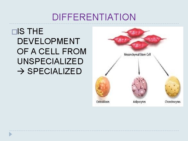 DIFFERENTIATION �IS THE DEVELOPMENT OF A CELL FROM UNSPECIALIZED 
