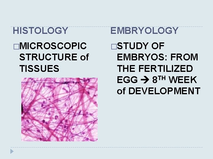 HISTOLOGY EMBRYOLOGY �MICROSCOPIC �STUDY STRUCTURE of TISSUES OF EMBRYOS: FROM THE FERTILIZED EGG 8