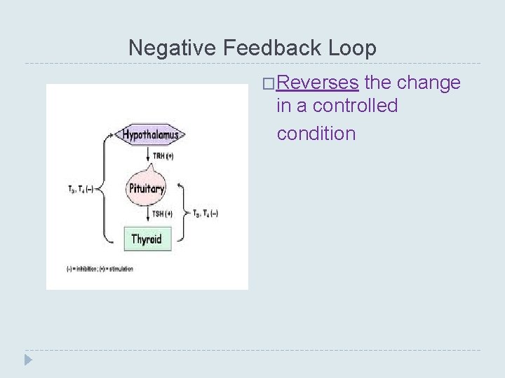 Negative Feedback Loop �Reverses the change in a controlled condition 