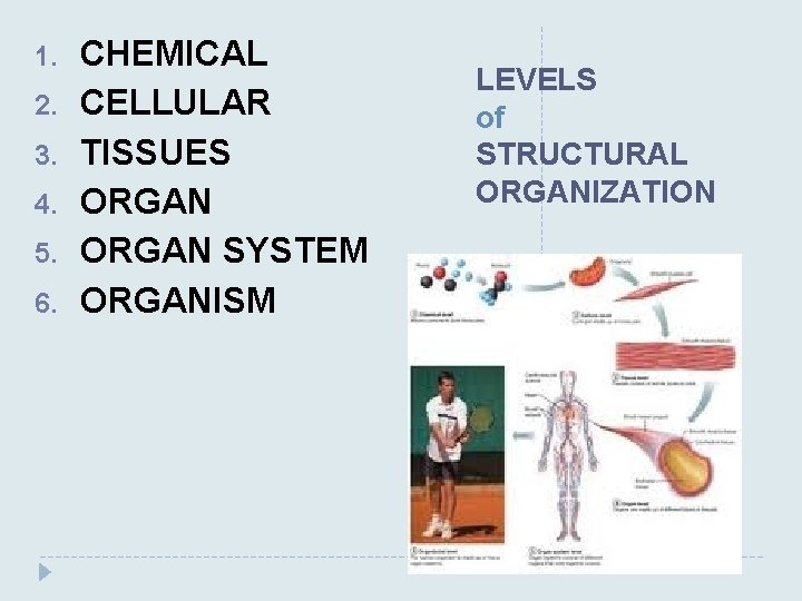 1. 2. 3. 4. 5. 6. CHEMICAL CELLULAR TISSUES ORGAN SYSTEM ORGANISM LEVELS of