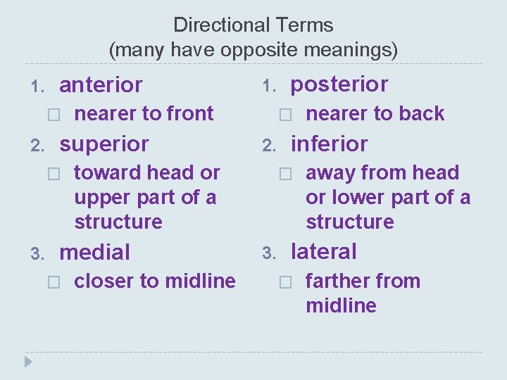 Directional Terms (many have opposite meanings) 1. anterior � 2. 3. nearer to front