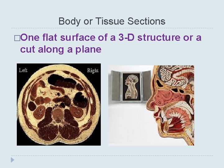 Body or Tissue Sections �One flat surface of a 3 -D structure or a