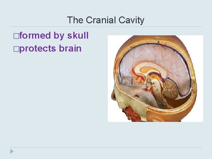 The Cranial Cavity �formed by skull �protects brain 