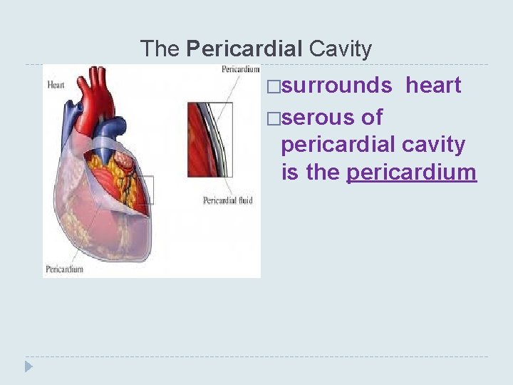 The Pericardial Cavity �surrounds �serous heart of pericardial cavity is the pericardium 