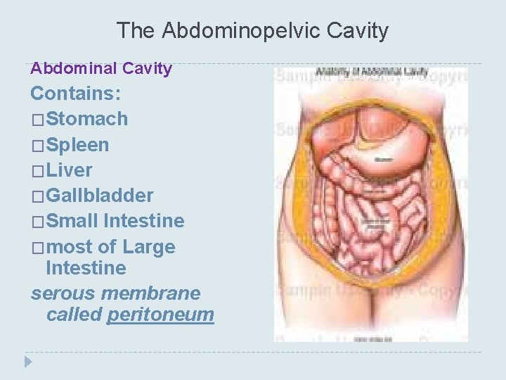 The Abdominopelvic Cavity Abdominal Cavity Contains: �Stomach �Spleen �Liver �Gallbladder �Small Intestine �most of