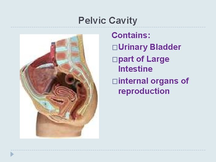 Pelvic Cavity Contains: �Urinary Bladder �part of Large Intestine �internal organs of reproduction 