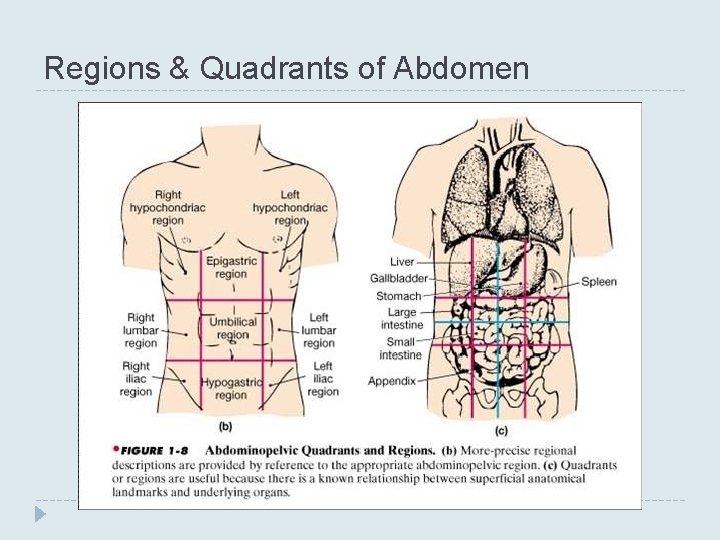 Regions & Quadrants of Abdomen 