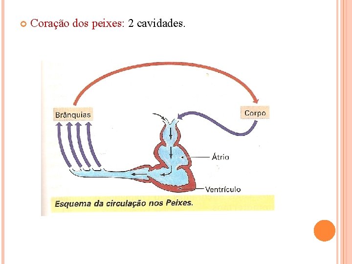  Coração dos peixes: 2 cavidades. 