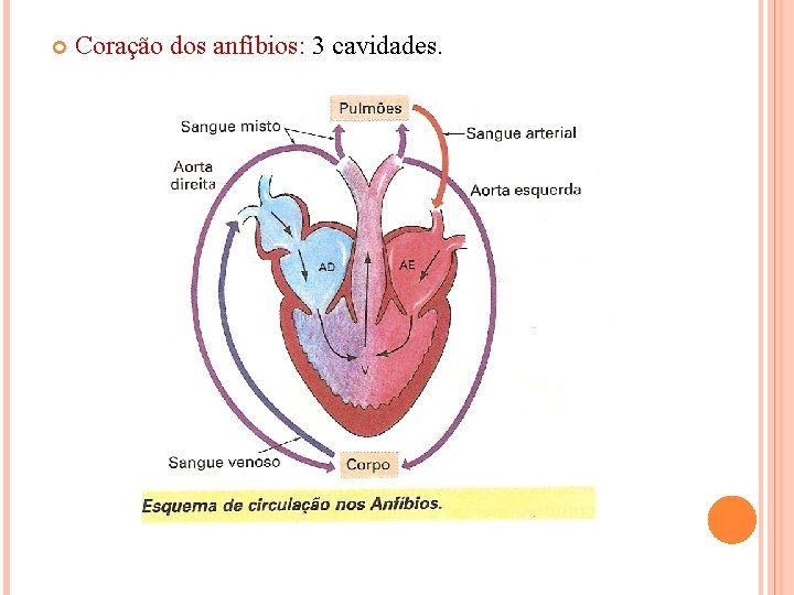  Coração dos anfíbios: 3 cavidades. 