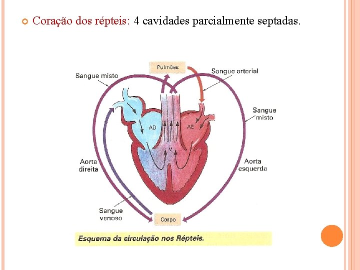  Coração dos répteis: 4 cavidades parcialmente septadas. 