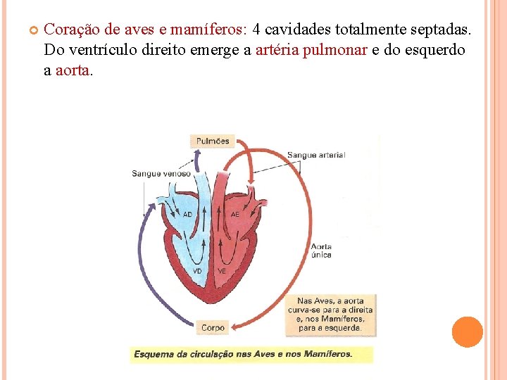  Coração de aves e mamíferos: 4 cavidades totalmente septadas. Do ventrículo direito emerge