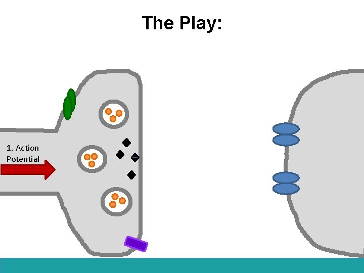 The Play: 1. Action Potential 