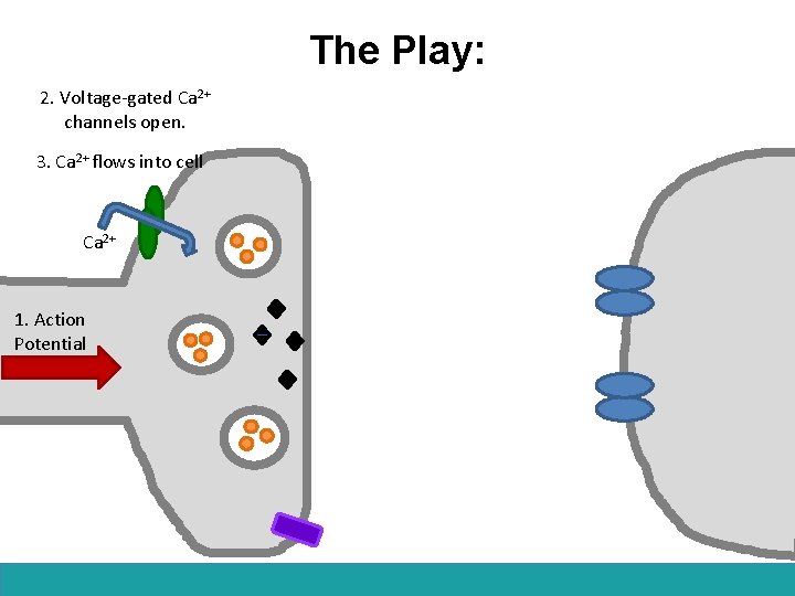 The Play: 2. Voltage-gated Ca 2+ channels open. 3. Ca 2+ flows into cell