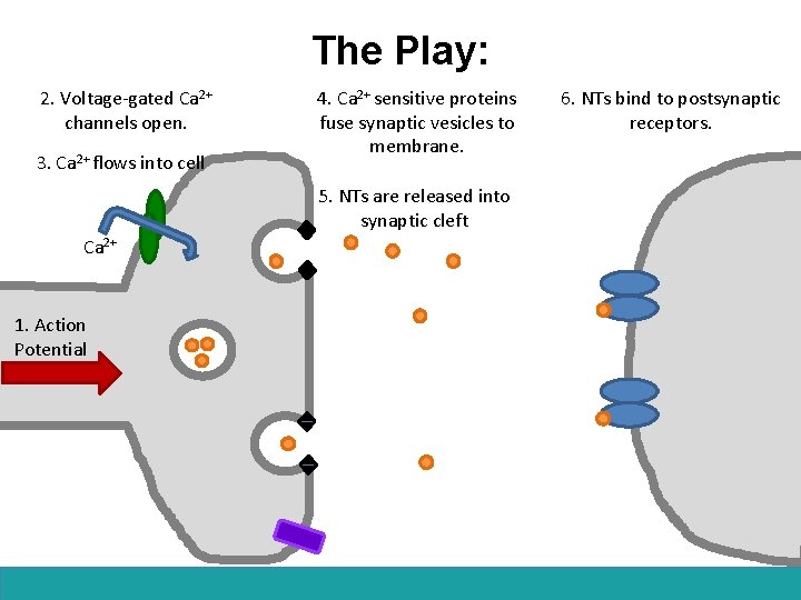 The Play: 2. Voltage-gated Ca 2+ channels open. 3. Ca 2+ flows into cell