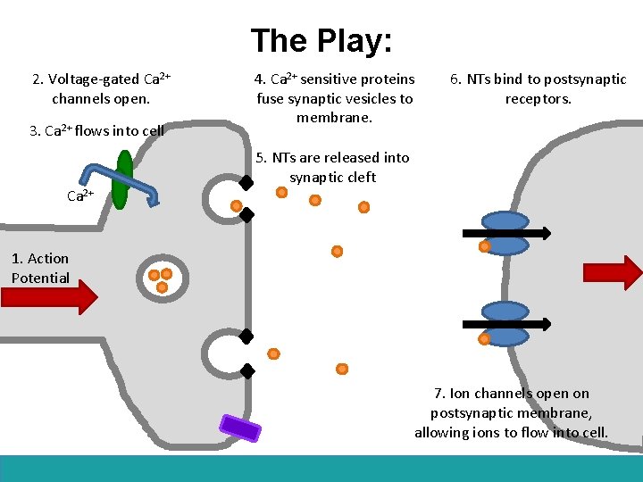 The Play: 2. Voltage-gated Ca 2+ channels open. 3. Ca 2+ flows into cell