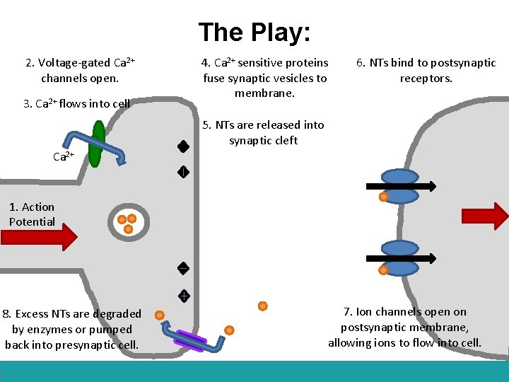 The Play: 2. Voltage-gated Ca 2+ channels open. 3. Ca 2+ flows into cell