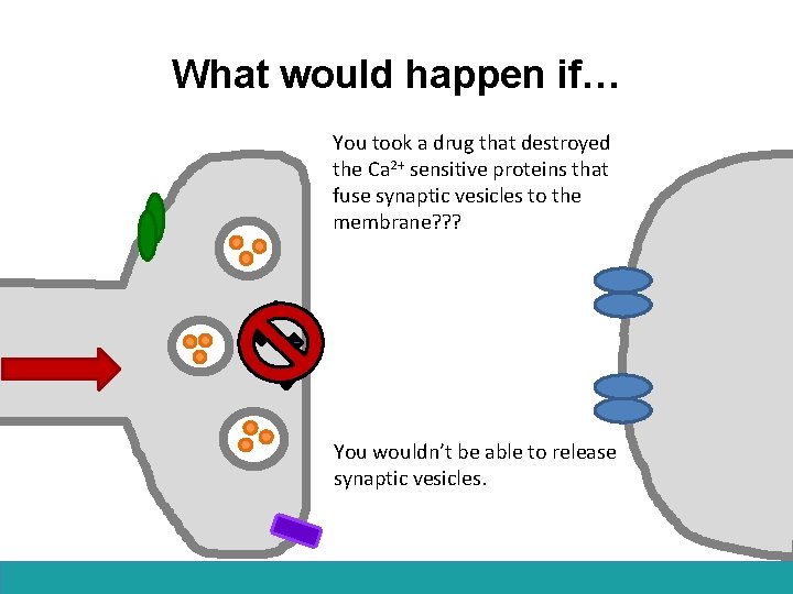 What would happen if… You took a drug that destroyed the Ca 2+ sensitive