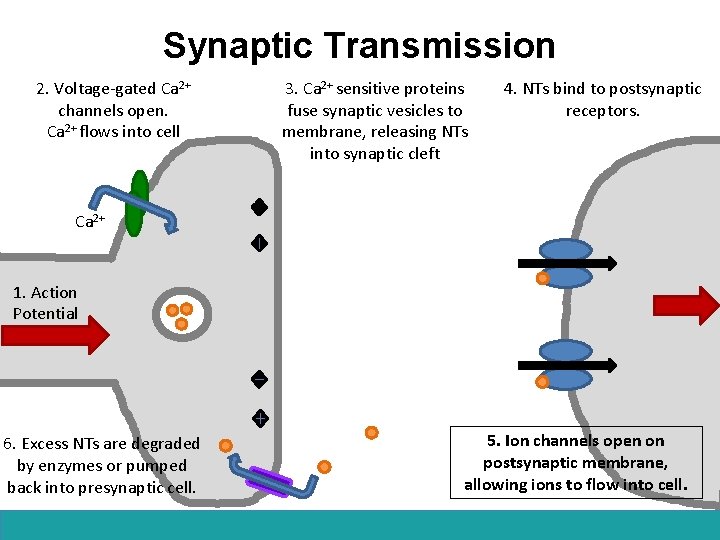 Synaptic Transmission 2. Voltage-gated Ca 2+ channels open. Ca 2+ flows into cell 3.