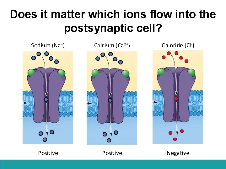 Does it matter which ions flow into the postsynaptic cell? Sodium (Na+) Calcium (Ca