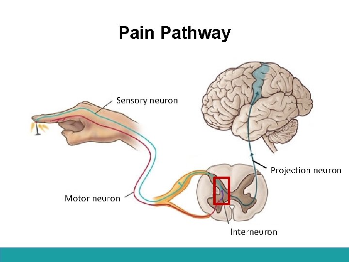 Pain Pathway Sensory neuron Projection neuron Motor neuron Interneuron 