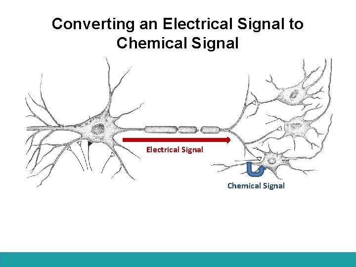 Converting an Electrical Signal to Chemical Signal Electrical Signal Chemical Signal 