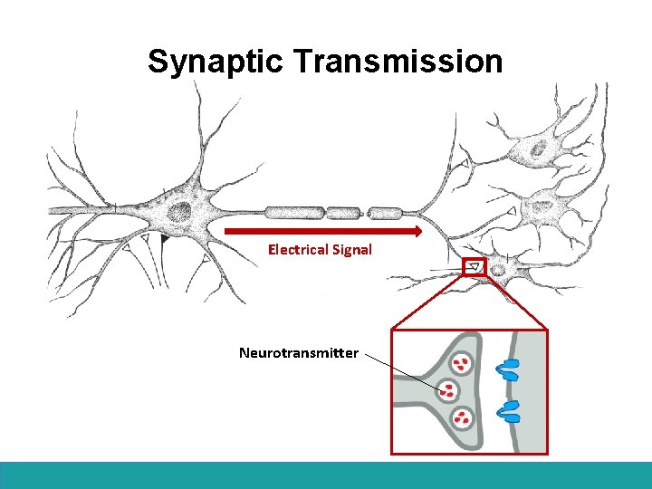Synaptic Transmission Electrical Signal Neurotransmitter 