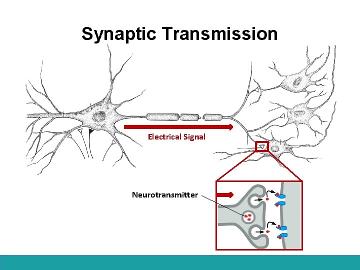 Synaptic Transmission Electrical Signal Neurotransmitter 