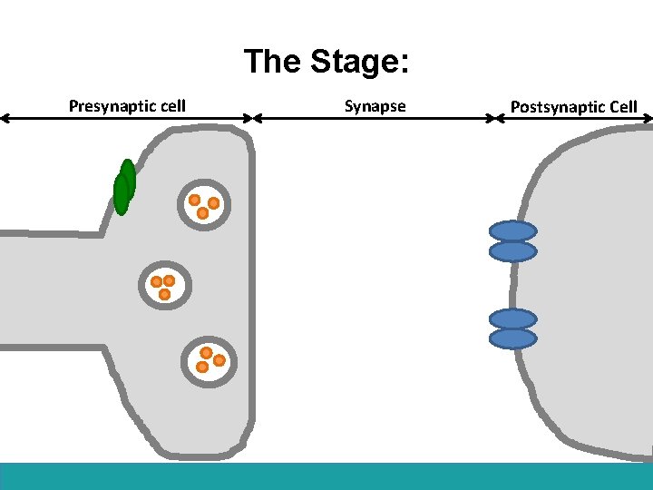 The Stage: Presynaptic cell Synapse Postsynaptic Cell 