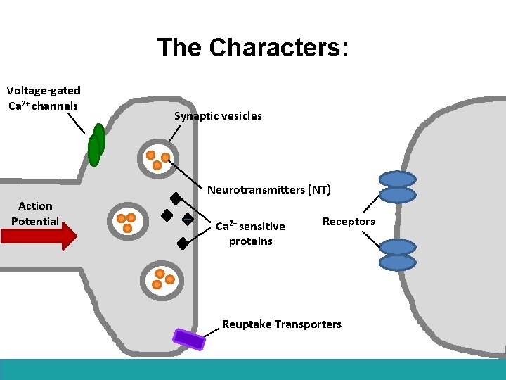 The Characters: Voltage-gated Ca 2+ channels Synaptic vesicles Neurotransmitters (NT) Action Potential Ca 2+