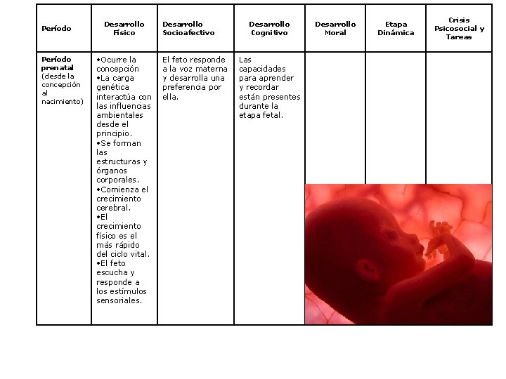 Período prenatal (desde la concepción al nacimiento) Desarrollo Físico • Ocurre la concepción •