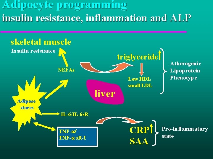 Adipocyte programming insulin resistance, inflammation and ALP skeletal muscle Insulin resistance triglyceride NEFAs liver
