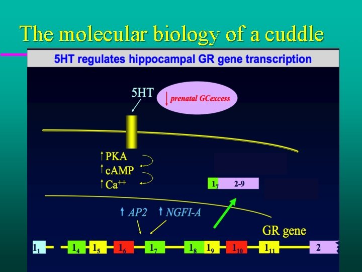 The molecular biology of a cuddle 