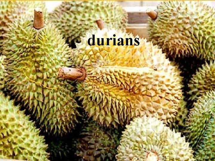 durians durians