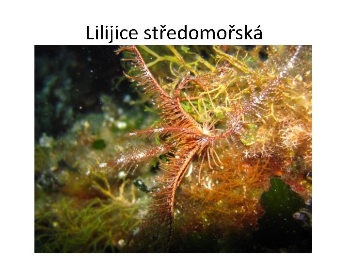 Lilijice středomořská 