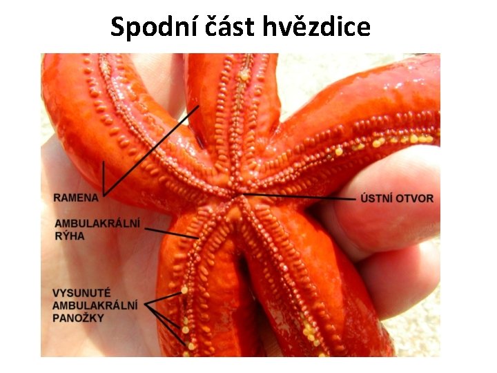 Spodní část hvězdice 