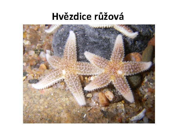 Hvězdice růžová 