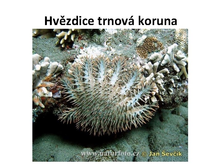 Hvězdice trnová koruna 