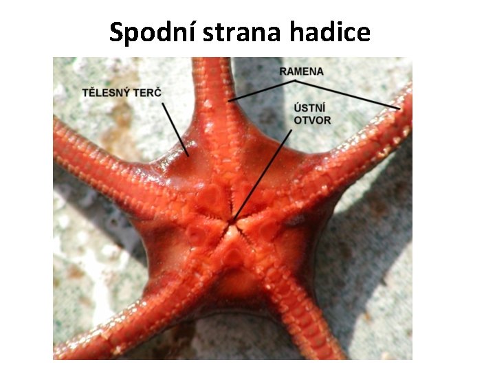 Spodní strana hadice 