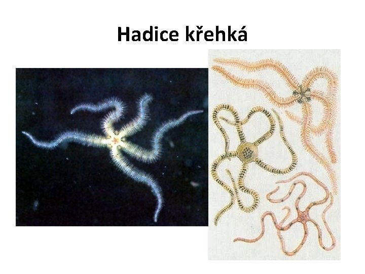 Hadice křehká 
