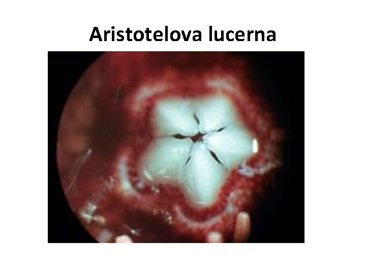 Aristotelova lucerna 