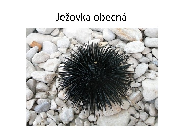 Ježovka obecná 