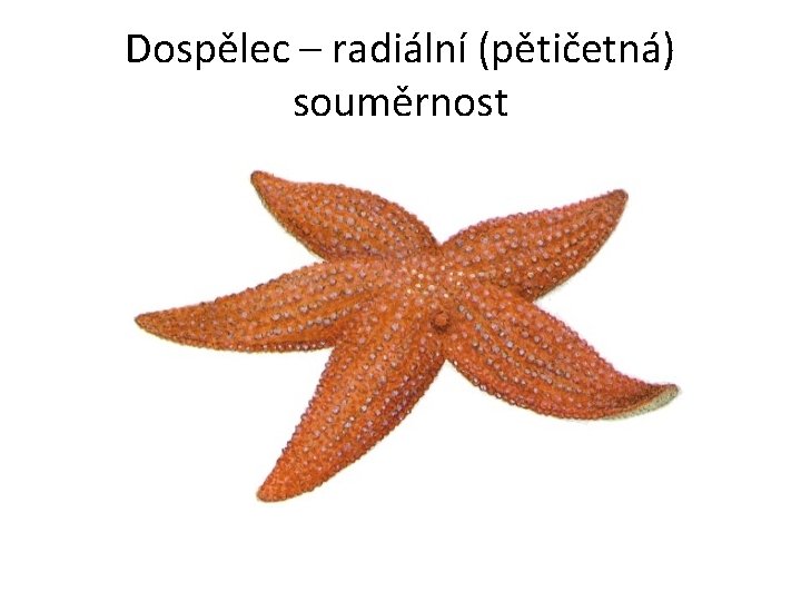 Dospělec – radiální (pětičetná) souměrnost 