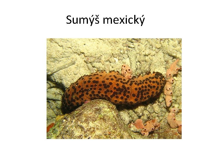 Sumýš mexický 