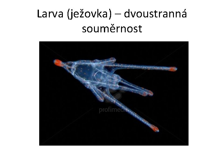 Larva (ježovka) – dvoustranná souměrnost 